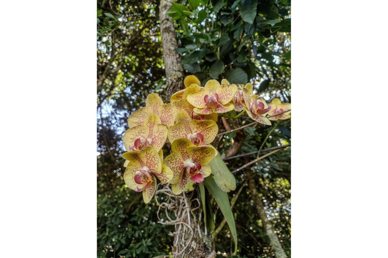 Pousada Chale Terra Viva カランカス エクステリア 写真
